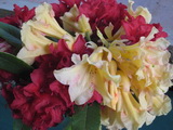 Rhodo Bouquet